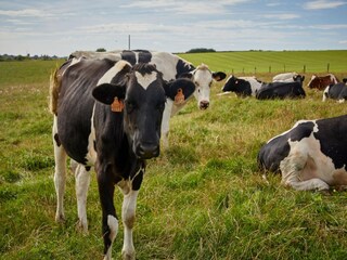 Parque de vacaciones Neufchâteau Entorno 9