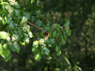 Vakantiehuis Saint-Floxel  33