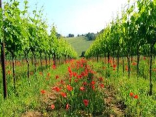 Villa Marciano della Chiana Environnement 29
