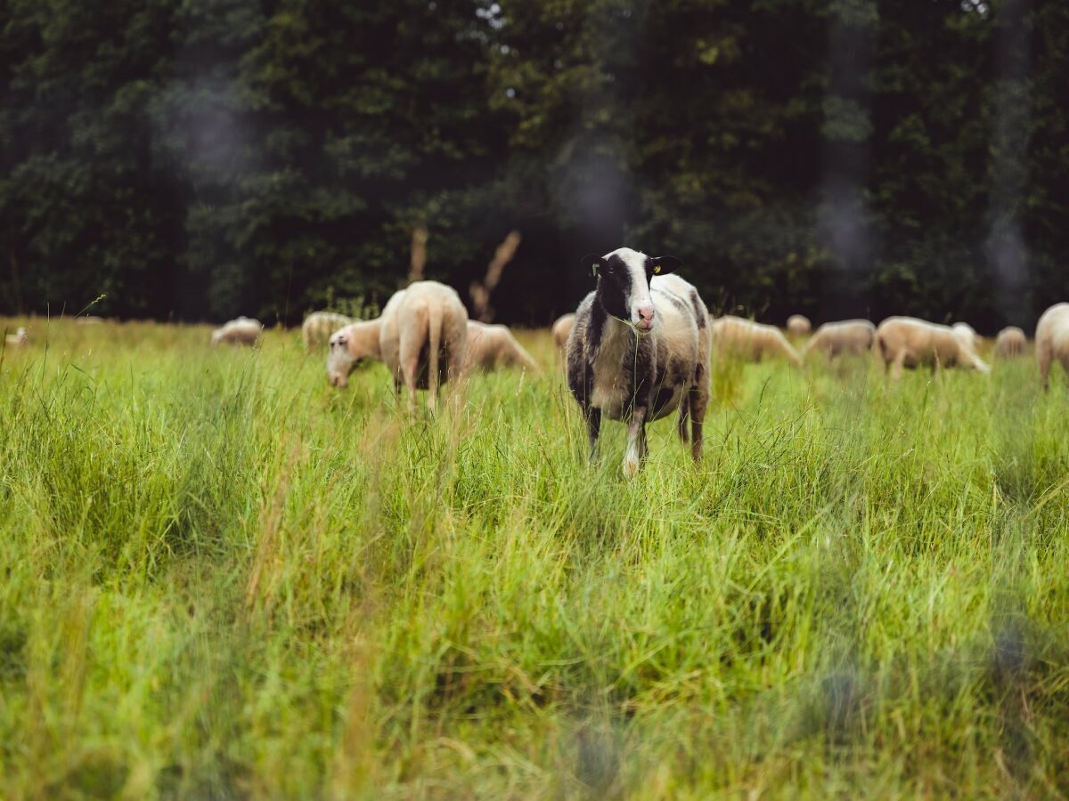 Ferienpark Epe Umgebung 13