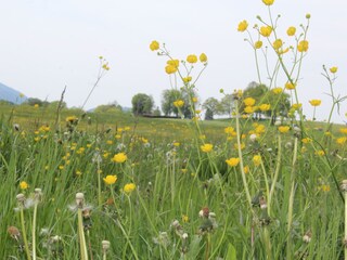 Appartamento per vacanze Reichersbeuern Registrazione all'aperto 5