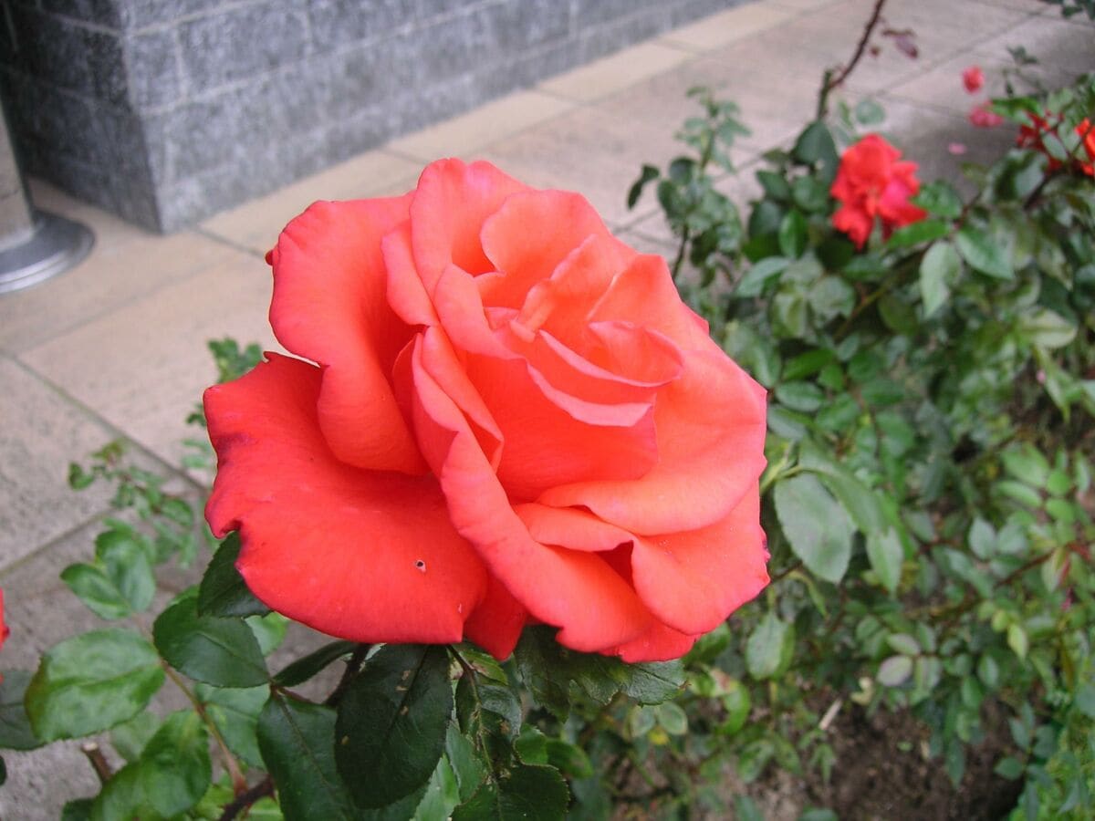 Rose