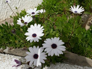 Apartamento de vacaciones Calpe Grabación al aire libre 7