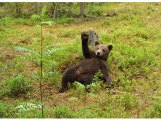 Holiday apartment Plau am See Environment 30