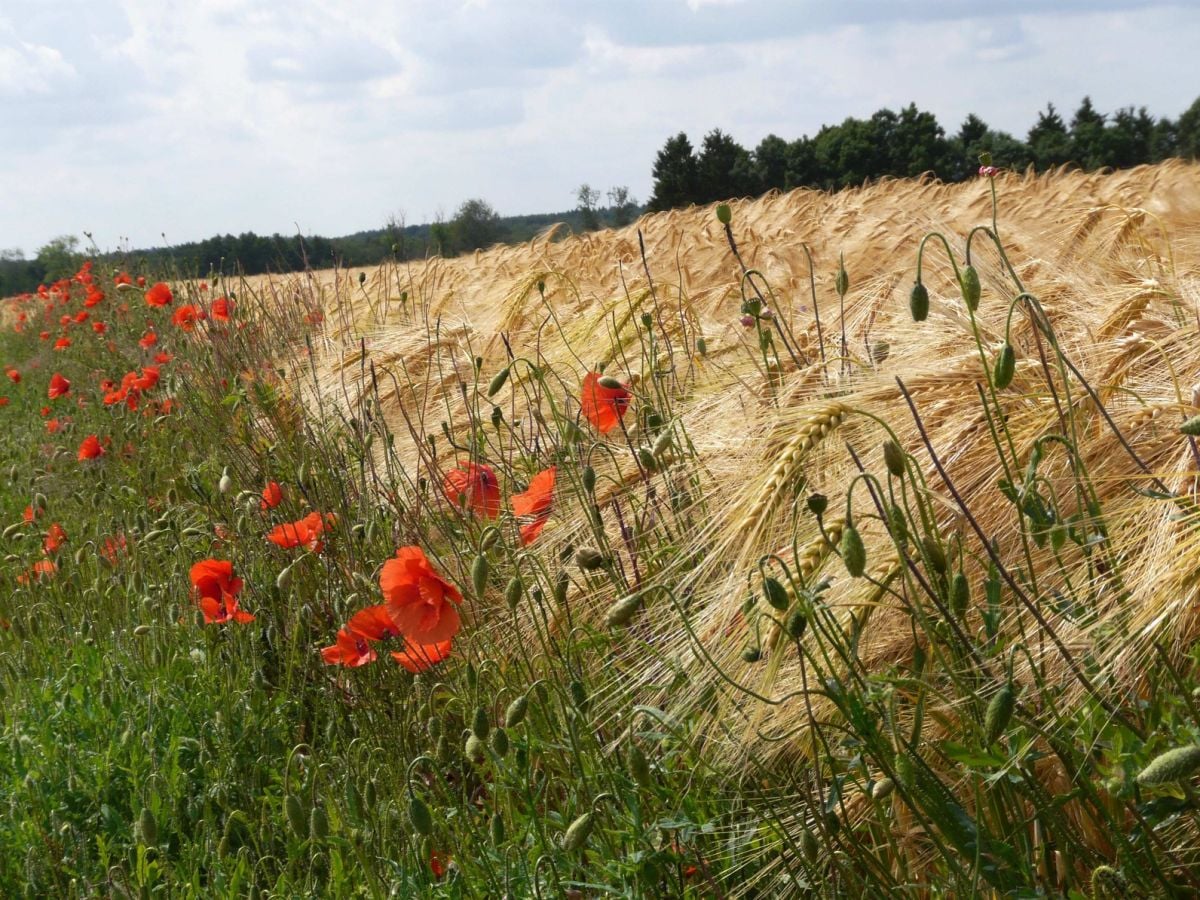 Sie wohnen ländlich, inmitten der Natur.