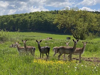 Tiere in freier Wildbahn