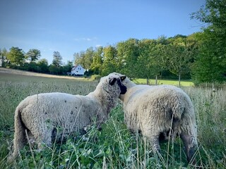 Unsere Shropshire-Schafe vor dem Ferienhaus