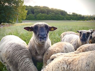 Theo, der Schafbock