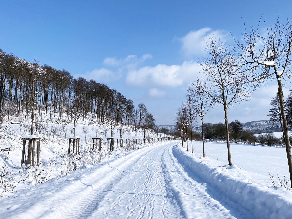 Lindenallee im Winter