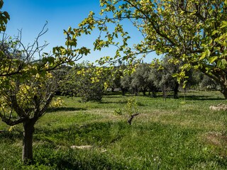 Casa per le vacanze Santa Bárbara De Nexe Registrazione all'aperto 5