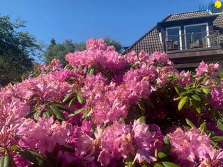 Apartamento de vacaciones Wangerooge Características 35