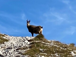 Gämse im Nationalpark Gesäuse