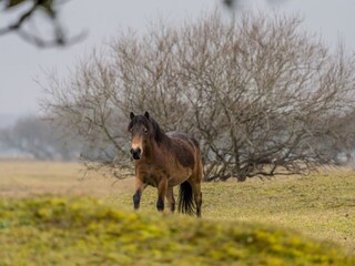 Casa per le vacanze Burgh-Haamstede Ambiente 21
