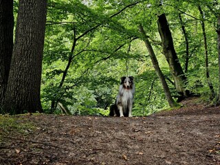 Casa per le vacanze Diemelsee Ambiente 33