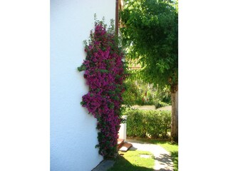 Vakantieappartement Cinquale Buitenaudio-opname 7