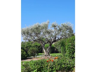 Vakantiehuis La Croix-Valmer Buitenaudio-opname 17