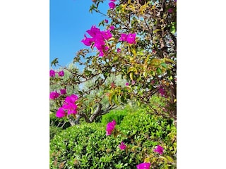 The blooming bougainvillea