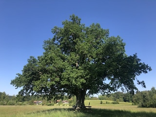 Mozart-Eiche am Ufer des Klostersees