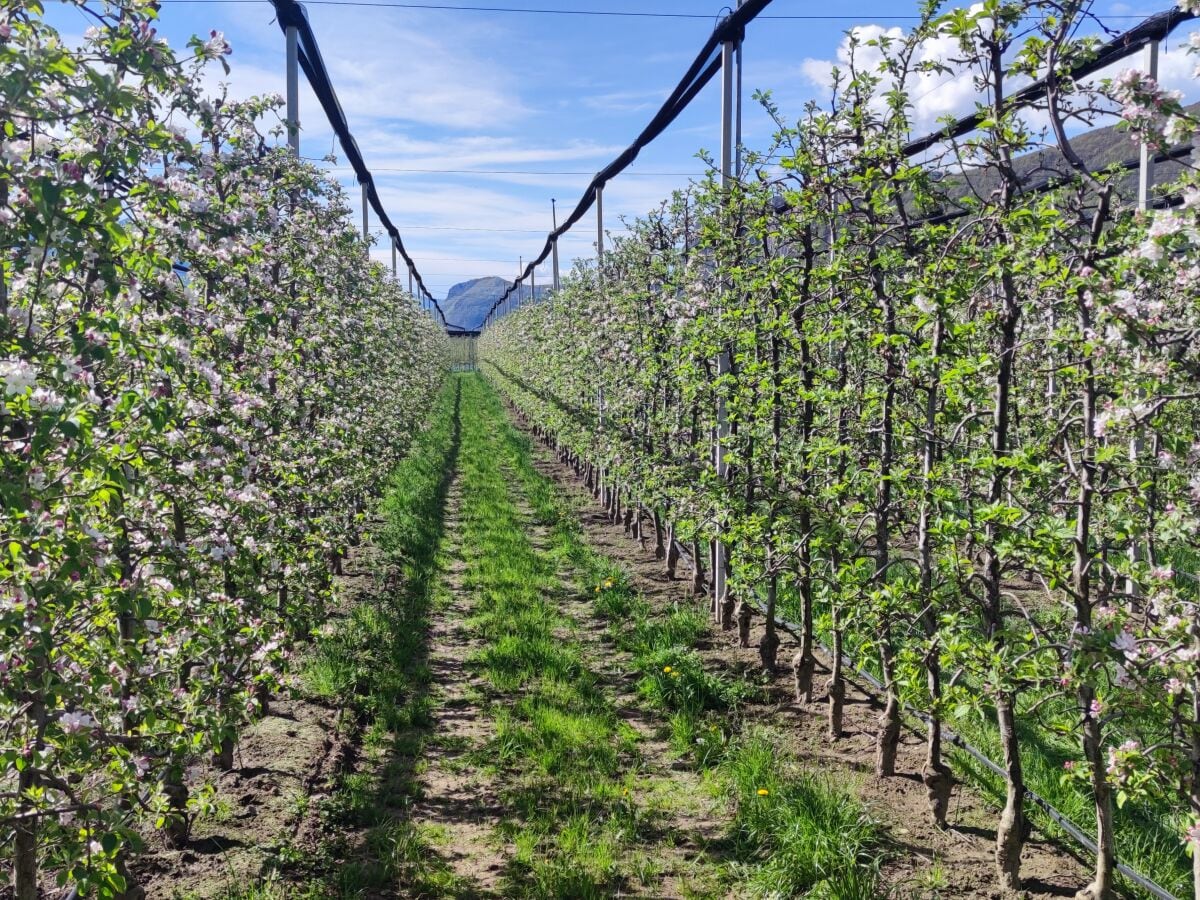 Die Obstwiesen der Apfelbauern