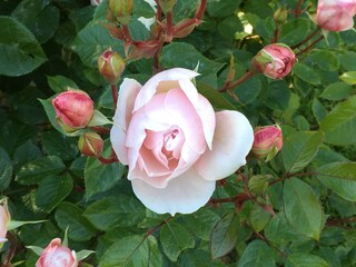 Rosengarten Baden-Baden