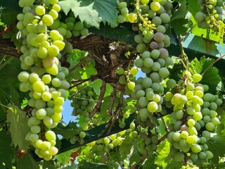 Appartamento per vacanze Vinkuran Registrazione all'aperto 8