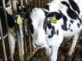 Appartamento per vacanze Ritten Registrazione all'aperto 11