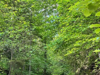 Holiday house Bad Reichenhall Environment 33