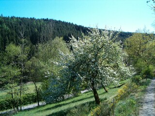 Apartamento de vacaciones Bad Berleburg Entorno 23