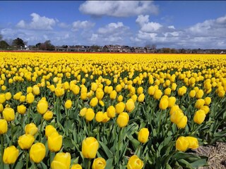 Casa per le vacanze Callantsoog Documento 44