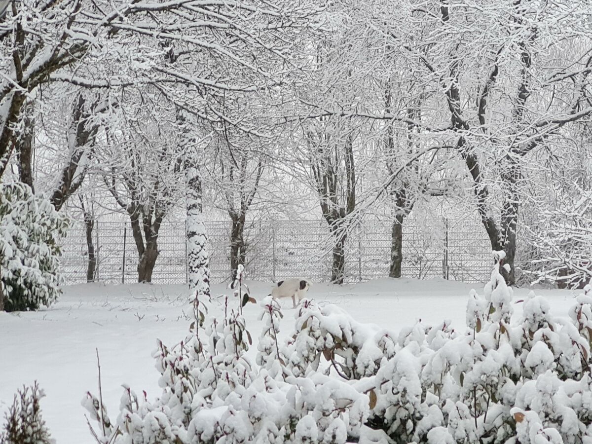 Garten im Winter