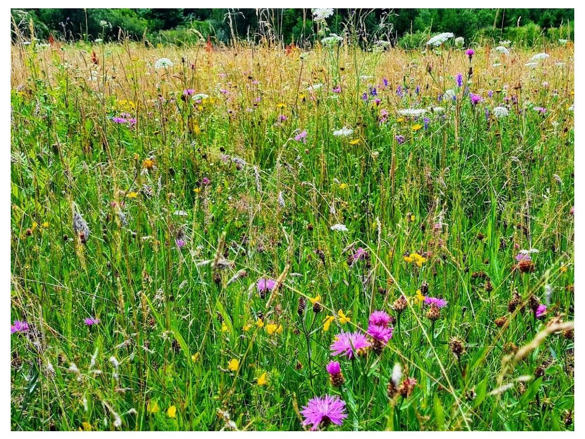 Blumenwiese