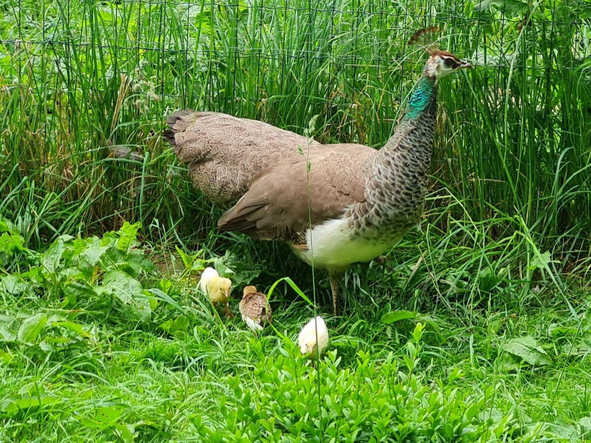 Pfau mit Küken