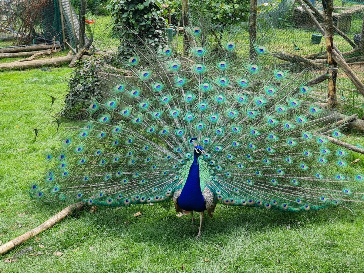 Pfau