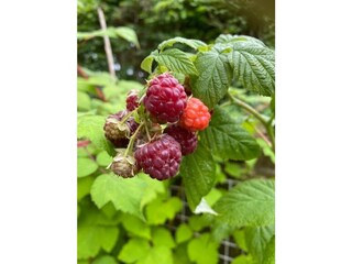 Himbeeren im Garten