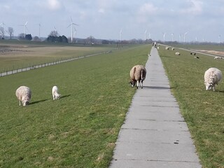 Appartement de vacances Dangast Environnement 28