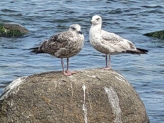 Appartement Putbus Omgeving 20