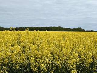 Appartement Putbus Omgeving 22