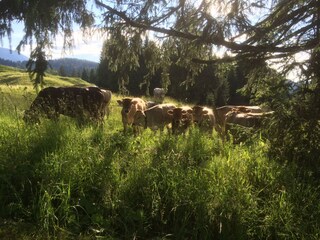 Appartamento per vacanze Egg in Vorarlberg Ambiente 19