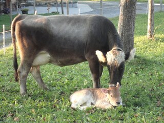 Appartamento per vacanze Egg in Vorarlberg Ambiente 20