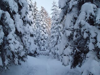 Casa per le vacanze Mariapfarr Ambiente 16