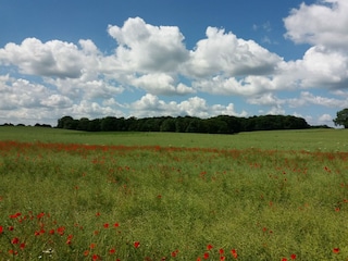 Mohnfeld am Fahrradweg