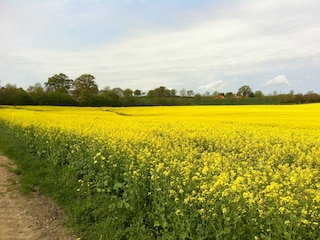 Fahrradtour zur Rapsblüte