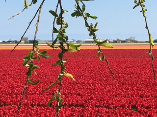 Casa per le vacanze Julianadorp Ambiente 25