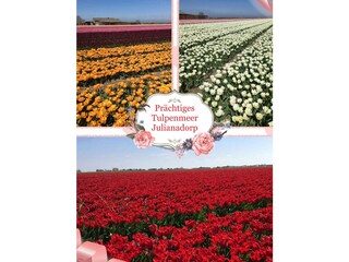 Vakantiehuis Julianadorp Buitenaudio-opname 3