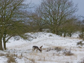 Casa per le vacanze Noordwijk Ambiente 37