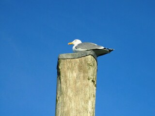 Ferienhaus Dorum-Neufeld Umgebung 21