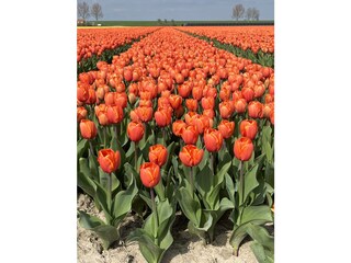 Casa per le vacanze Nieuwvliet Ambiente 32