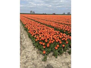 Casa per le vacanze Nieuwvliet Ambiente 33