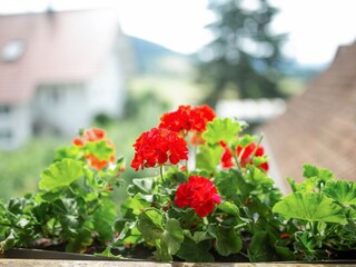 Holiday apartment Zell am Harmersbach Outdoor Recording 4