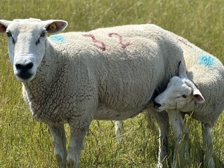 Holiday house Nordstrand Environment 24